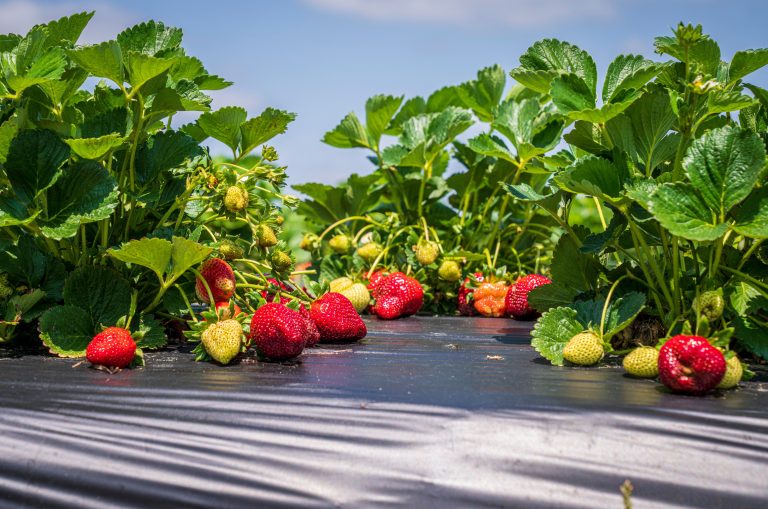 Medidas en mallas agrícolas con Espectrofotómetro UV-visible