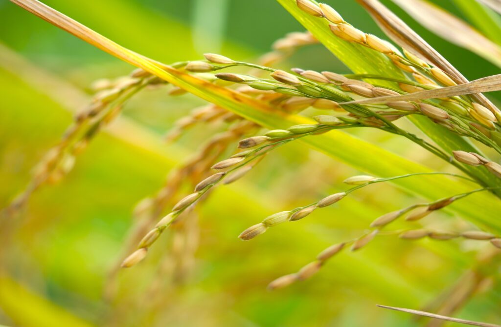 arroz, agricultura, equipos de medición