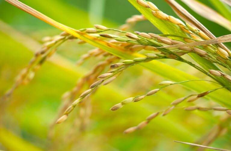 arroz, agricultura, equipos de medición